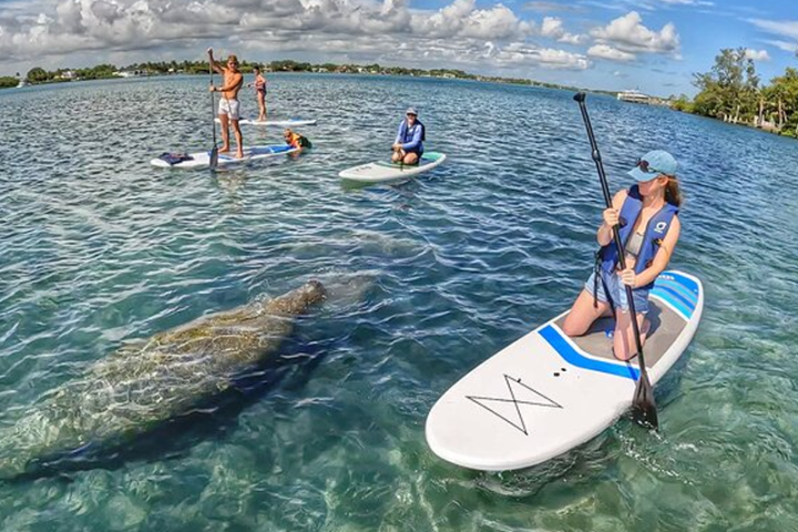 People paddleboarding in clear water with a manatee visible below the surface.