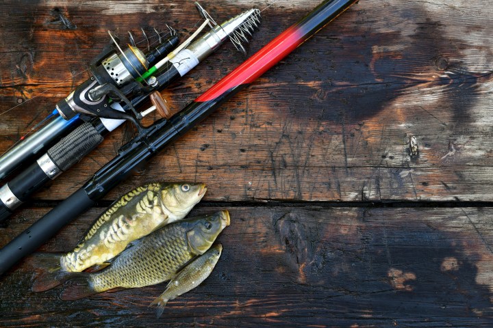 Fishing rods and three fish on a wooden surface.